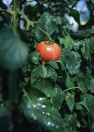 中洲エリアで人気のあるホストクラブ